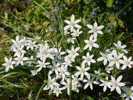 white yellow cheerful flowers in a juicy green bush