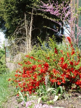 red shoots of flowers growing on a flower bed near a tree