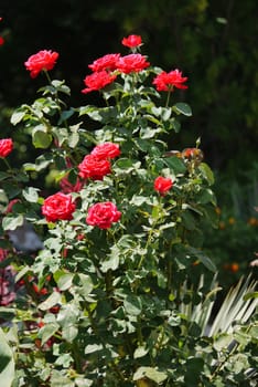 A lush bush of red roses with a lot of green leaves on tall thin stems growing in the garden.
