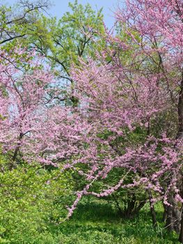 a blossoming tree of pink sakura adorns an ordinary park