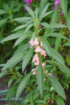 A tall green stem with long narrow leaves and small flowers on it with pale pink petals.