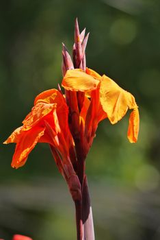 the flowering of an orange flower one day, the lily of the valley on a high branch