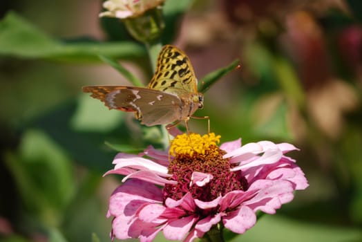 Butterfly pollinates the orange core of a flower with large pink petals