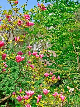 Beautiful decorative tree with curly pink flowers with large petals against a background of green vegetation