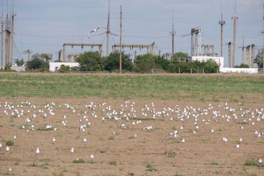 Large territory with dry land with almost no grass on which there are many white gulls