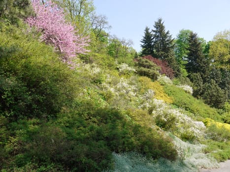 blooming sakura among the green covers the hill in the park