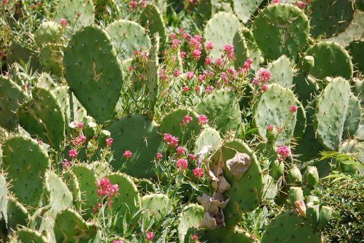 lively cacti with wide green leaves with spines