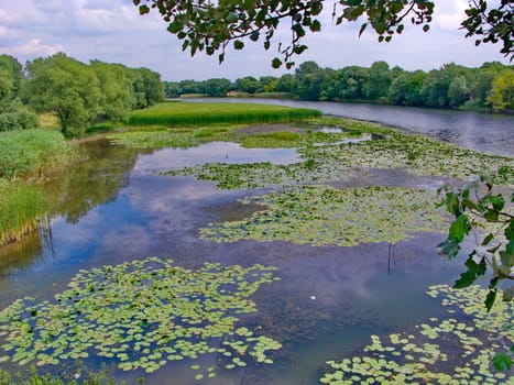 Wetlands near the banks of the river. Dirty water, with dumps and mules