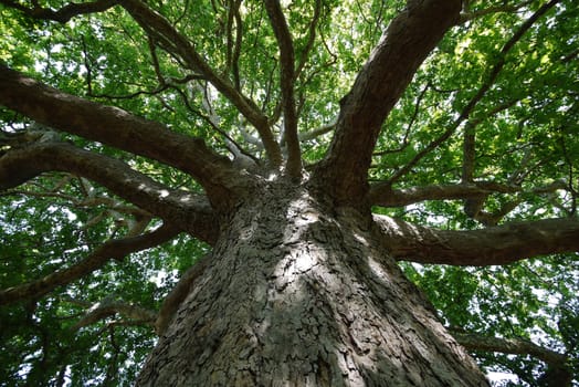 A bottom view of a thick, old tree with large thick branches with green leaves