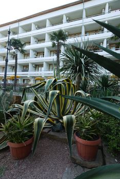 agave, aloe, cacti and palm trees in the foreground of the hotel