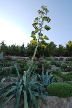 A giant plant tied with a rope towering over flowers on a flower bed