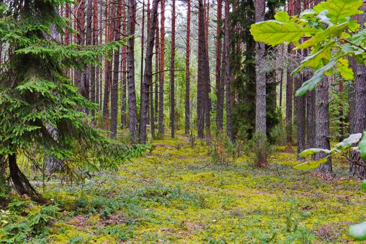 Beautiful nature in a pine forest with a green carpet of moss carpeting the earth between the trees.