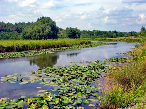 Green lilies on the surface of the river surface against the background of a field and a blue cloudy sky