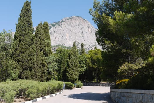 The road leading to the mountains through the trees. An hour and you are already at the top