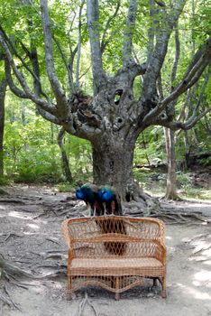 two males, peacock peacocks sitting on a wicker bench on the background of a fluffy old tree in the park