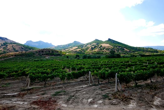 A large, green vineyard in the shade of large mountains. Delicious wine in the future