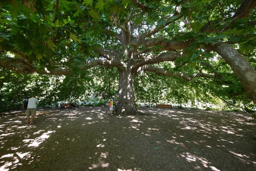 Tourists die on the bench and are photographed near a massive many summer tree