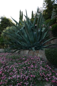 giant juicy green leaves of a mysterious plant growing in a park on a flower bed