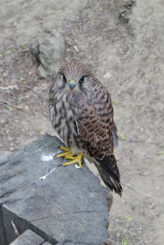 Young, spotted falcon brown in black spots and stripes. It's so cute