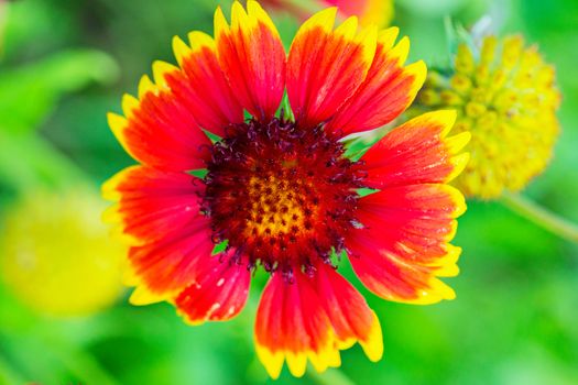 Beautiful flower with red petals and yellow tips, photographed close-up