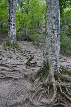 A steep slope with old, overgrown with massive roots, trees against the background of a green forest