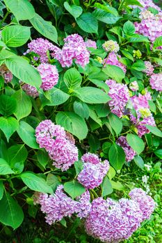 A bush of lilac. Narvi, put the house in a vase of water and the house will acquire a special atmosphere and aroma