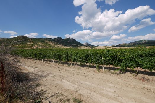 A sandy road running along the green vineyards growing against a backdrop of green hills and a blue sky with low floating clouds.