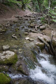 A shallow creek with clear water flowing in forest thickets among stones overgrown with moss.