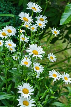 Beautiful summer flowers of the chamomile. Very useful plant. From it you get a medicinal and delicious tea