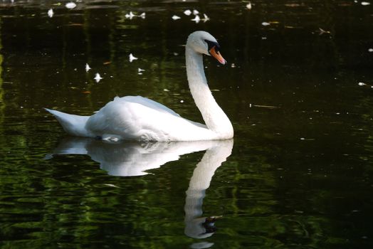 A beautiful proud white swan sees his own reflection in the park lake
