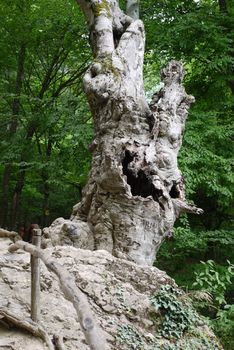 The trunk of the old tree has become a local landmark. Already protruded inside with inscriptions made by people on it.