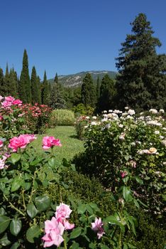 bush pink and white roses in the park on the background of a distant high mountain