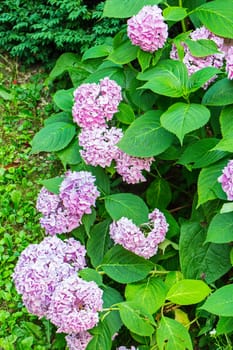 purple flower brushes with wide green leaves growing in the garden
