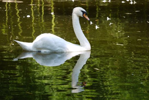 The magnificent white swan gracefully twists its neck floating on the water surface of the lake admiring its reflection in the water.