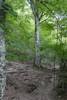 A tall tree with a root system protruding over the ground. It looks very unusual and interesting.