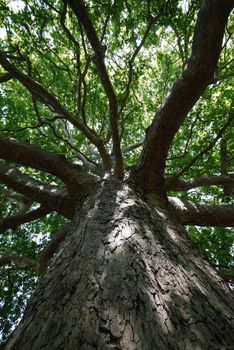 branched crown of the old fluffy tree with green leaves