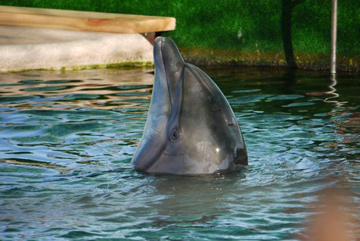 A handsome dolphin in the clear waters of the pool with his nose propping up a wooden board.