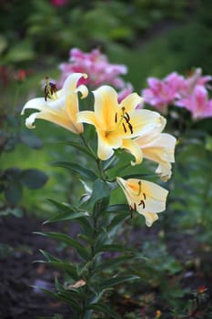 Elegant lily flower on a high stem with green leaves with stamens inside the cream-colored petals.