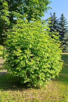 A huge lush green bush grows on a lawn against a background of deciduous trees and firs