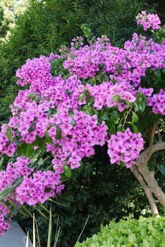 A huge bush with beautiful small purple flowers against the background of green trees