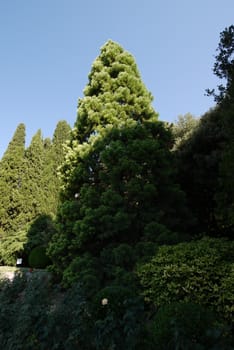 A beautiful sunny day in a park with tall green lush trees against the blue cloudless sky.