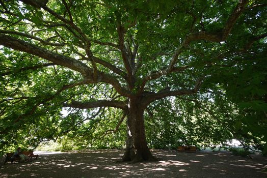 A small crowd near the huge ancient massive tree with wide branches