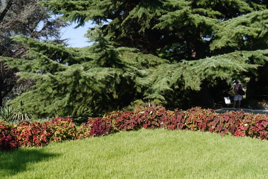 Gently trimmed green lawn with decorative flowers on the background of a tall massive coniferous tree