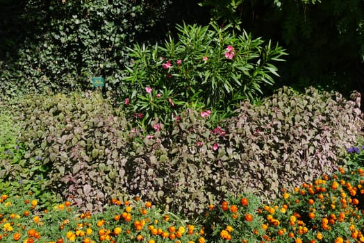 A flower bed with large shrubs, small beautiful flowers and other decorative plants
