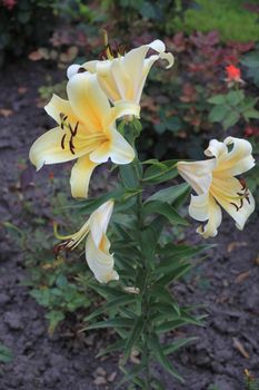 The passion-colored lily at the peak of its flowering adorns a flower bed