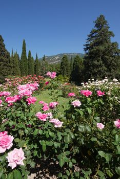 The flower is densely planted with white and pink rose bushes in the botanical garden.