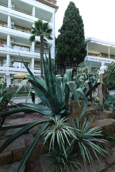 A green flower with wide long juicy green leaves growing on a flower bed next to a beautiful hotel.