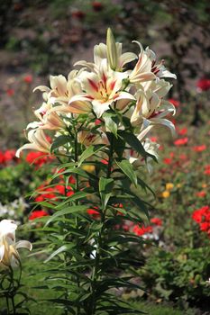 On a thin stalk with luscious narrow leaves, beautiful lilies. Flowers that will be an ornament of any bouquet and flower arrangement.