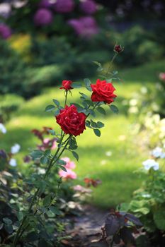 red rose with green leaves and thorns in proud solitude on a flower bed