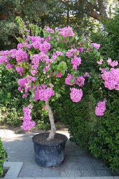 A low flowering tree with pink petals of beautiful buds. It looks very exotic and luxurious.